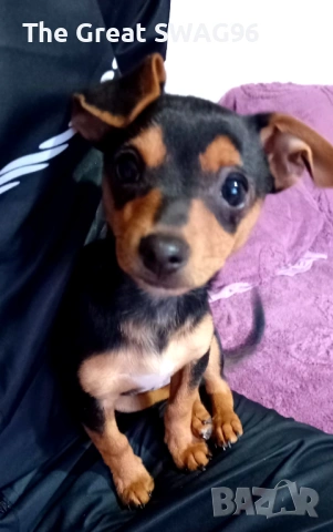 Prodavam pincher , снимка 3 - Пинчер - 53041665