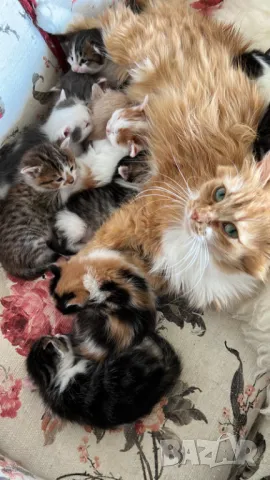 Домашни Полу-Ангорски Котенца + Доставка 60лв, снимка 14 - Ангорски - 40695376