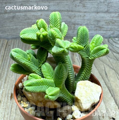 Crassula pyramidalis, снимка 2 - Стайни растения - 46694892