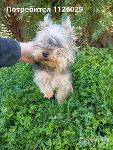 Продават се мъжки и женски йоркита , снимка 7 - Йоркширски териер - 52965005