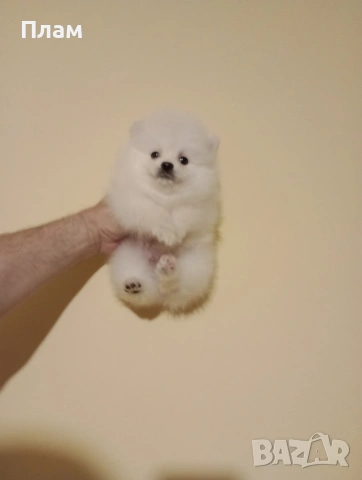 Померани. Реални снимки от 15.04.26 г. , снимка 2 - Померан - 54209458