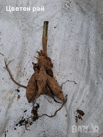 Луковици и грудки на лилиуми, далии и канни , снимка 6 - Градински цветя и растения - 53450111