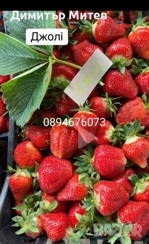 Продавам разсат ягоди , снимка 8 - Разсади - 51749795