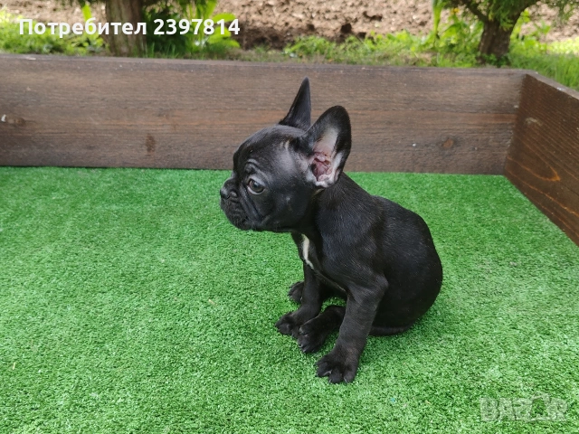 Френски булдог , снимка 6 - Френски булдог - 53832556