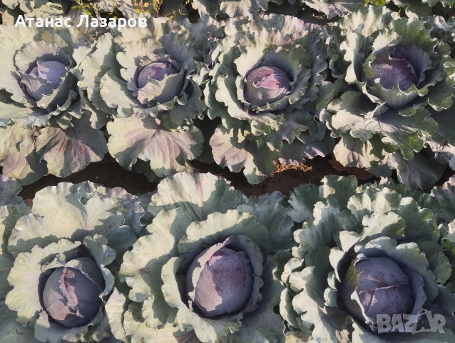 Продавам ЧЕРВЕНО ЗЕЛЕ на едро., снимка 8 - Разсади - 52816551