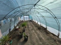Оранжерия 4.60х10 метра, снимка 8