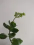 Каланхое, kalanchoe hibrid, снимка 3