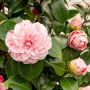 Камелия Бономиана, Camellia japonica 'Bonomiana', снимка 3