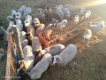 Продавам овце,агнета и кочове., снимка 4