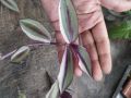 Традесканция, tradescantia Quadricolor, снимка 1 - Стайни растения - 45413620