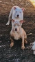 American Bully XL, снимка 7