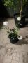 Бяла влачеща роза, снимка 1 - Градински цветя и растения - 45701182