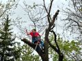 Рязане, премахване на опасни, сухи дървета, бичене Русе - Арборико ЕООД, снимка 1 - Други услуги - 45384615