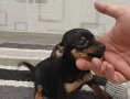 пинчер момче , снимка 4