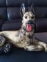 Порцеланова статуетка куче , снимка 1 - Антикварни и старинни предмети - 45936516