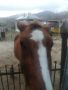 3-годишна кобила, снимка 1 - Други животни - 45863966