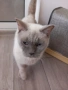 Британска Котка , снимка 5