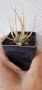Tephrocactus articulatus, снимка 1 - Стайни растения - 45593488