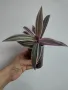 Традесканция, Tradescantia Spathacea Tricolor, снимка 5