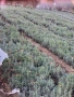 Разсад Лавандула Севтополис, Лавандин и Маслодайна Роза | Директно от производител, снимка 17