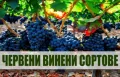 Лози и овощни дръвчета, снимка 3