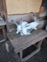 Продавам эайци , снимка 7