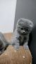 Клепоухи Британски късокосмести котенца, снимка 7