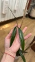 Hoya Хоя Sulawesiana albomarginata , снимка 2
