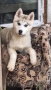 продавам Сибирски Хъскита и Аляски маламут на 3 месеца , снимка 3