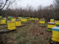 Пчели с кошери, отводки, снимка 1 - За пчели - 45961659