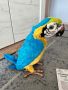 Интерактивен папагал Furreal friends squawkers mccaw, снимка 3