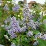 Калифорнийски люляк Хенри Дефозе,  Ceanothus 'Henry Defosee', снимка 9