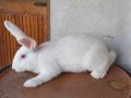 Мъжки зайци  - Цика, снимка 1