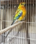 Продавам Пойни Папагали , снимка 2