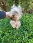 Продават се мъжки и женски йоркита , снимка 7