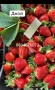 Продавам разсат ягоди , снимка 8