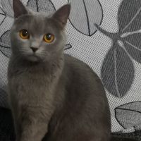 британска котка, снимка 2 - Британска късокосместа - 45515033