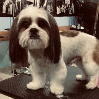 Dog Grooming фризьорски салон за кучета, снимка 10 - Фризьорски услуги - 45873183