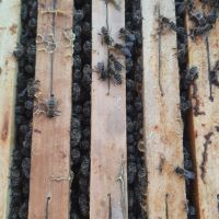 Продавам презимували пчелни семейства / отводки с миналогодишни майки, снимка 5 - Други животни - 44937029