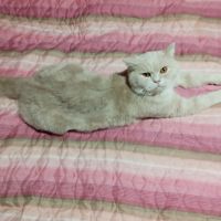 Британски котета, снимка 7 - Британска късокосместа - 45098307