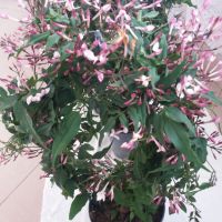Жасмин ароматен-розов, снимка 1 - Градински цветя и растения - 45452540