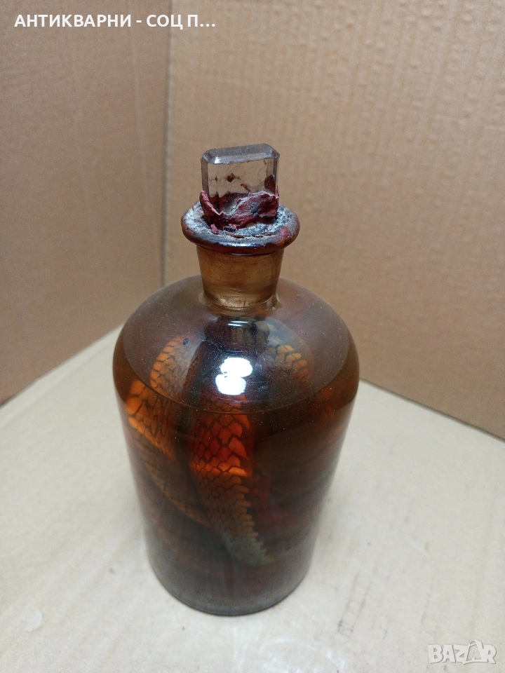 Стари Образователни Препарирани Змий В Стъклено Шише. , снимка 1