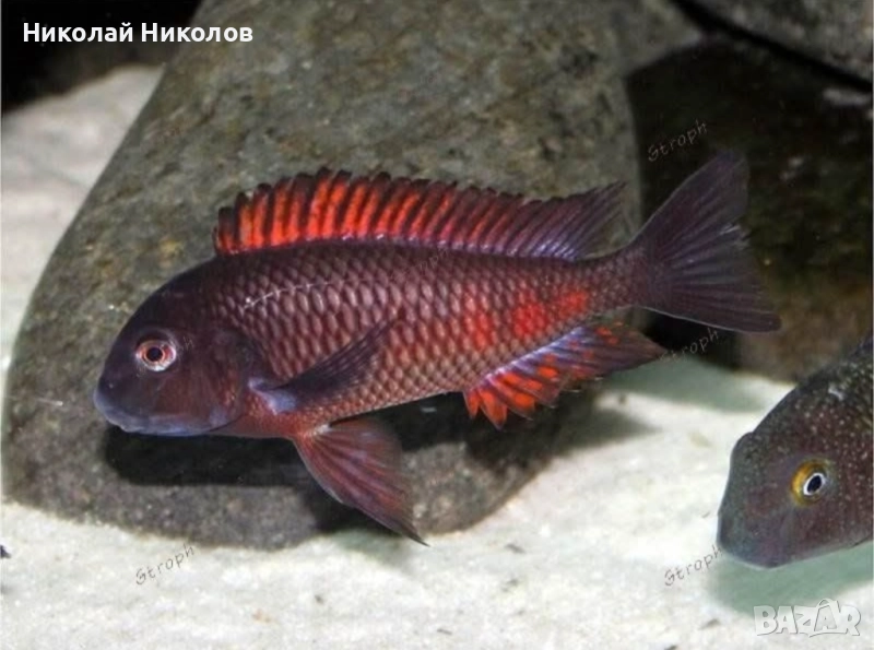 Африкански Цихлиди Танганика, снимка 1