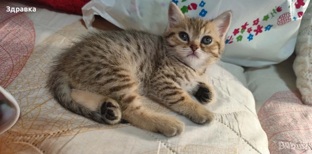 Британски късокосмести котенца, снимка 1