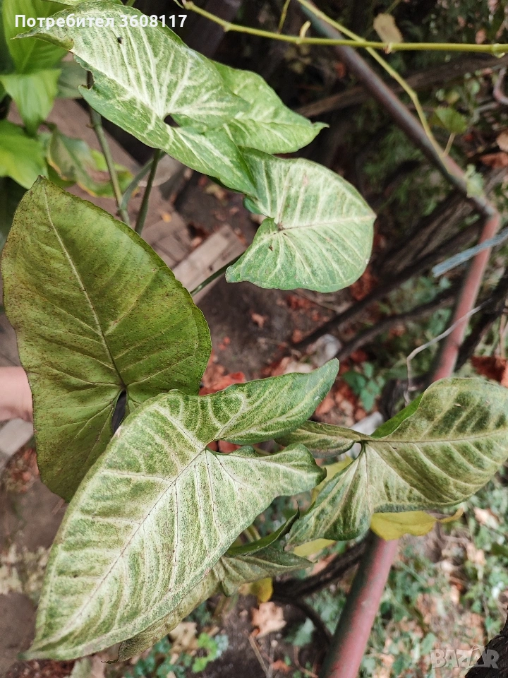 сингониум, снимка 1