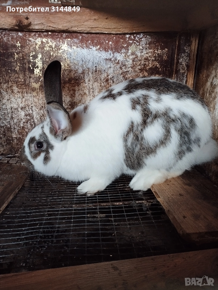 Зайци , снимка 1