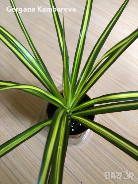 Dracaena marginata Sunray , снимка 1