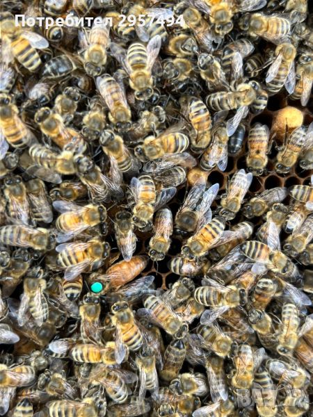 Пчелни майки 2024г, снимка 1
