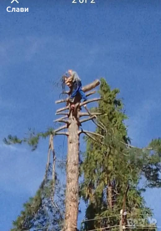 Рязане и кастрене на опасни дървета, снимка 1