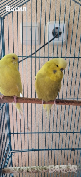 Изложбени вълнисти, снимка 1